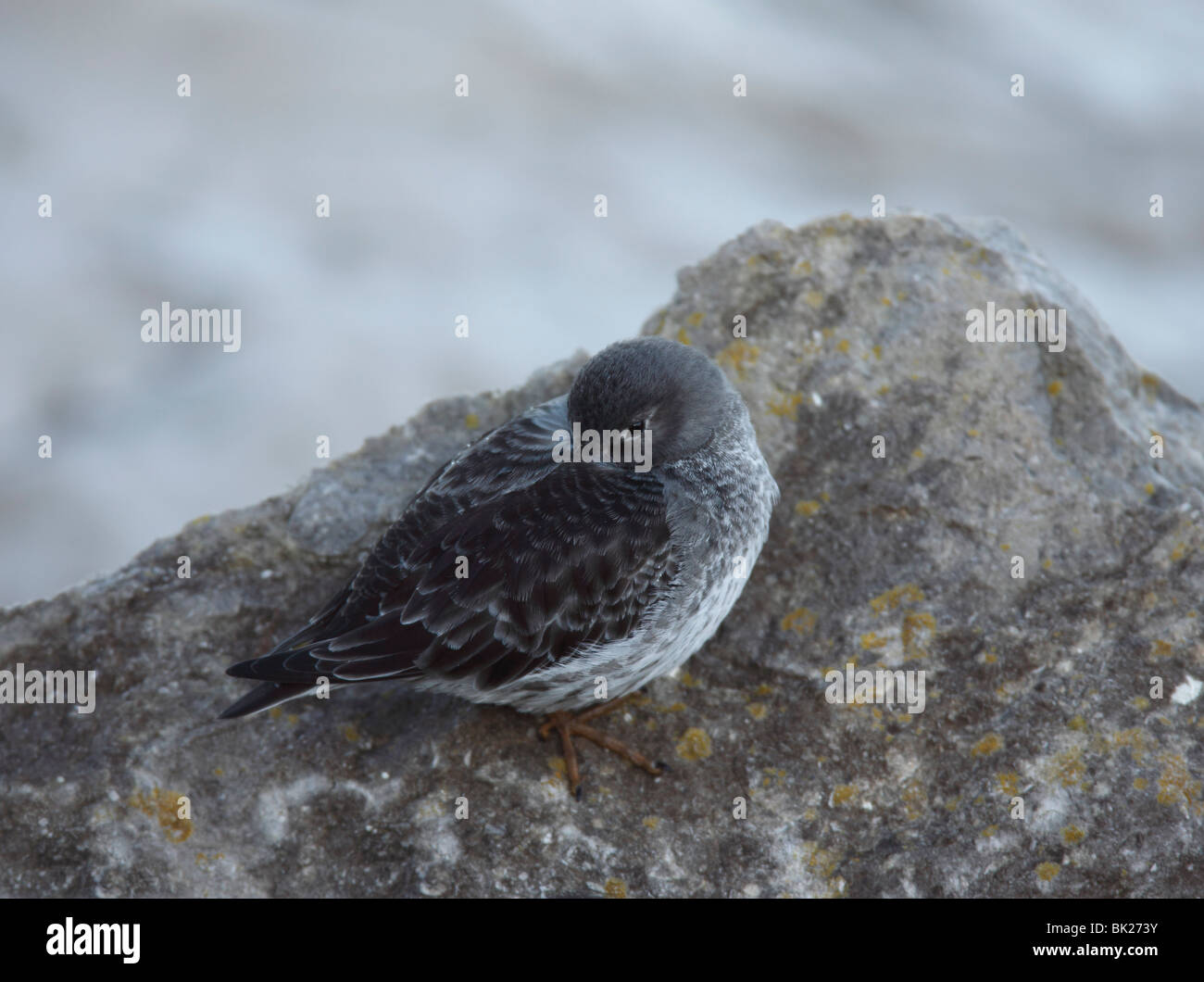 Bécasseau violet (Calidris maritima) se percher dans les rochers Banque D'Images