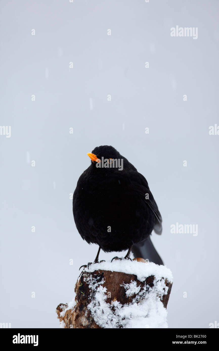 Blackbird (Turdus merula) mâle percher sur moignon couvert de neige Banque D'Images