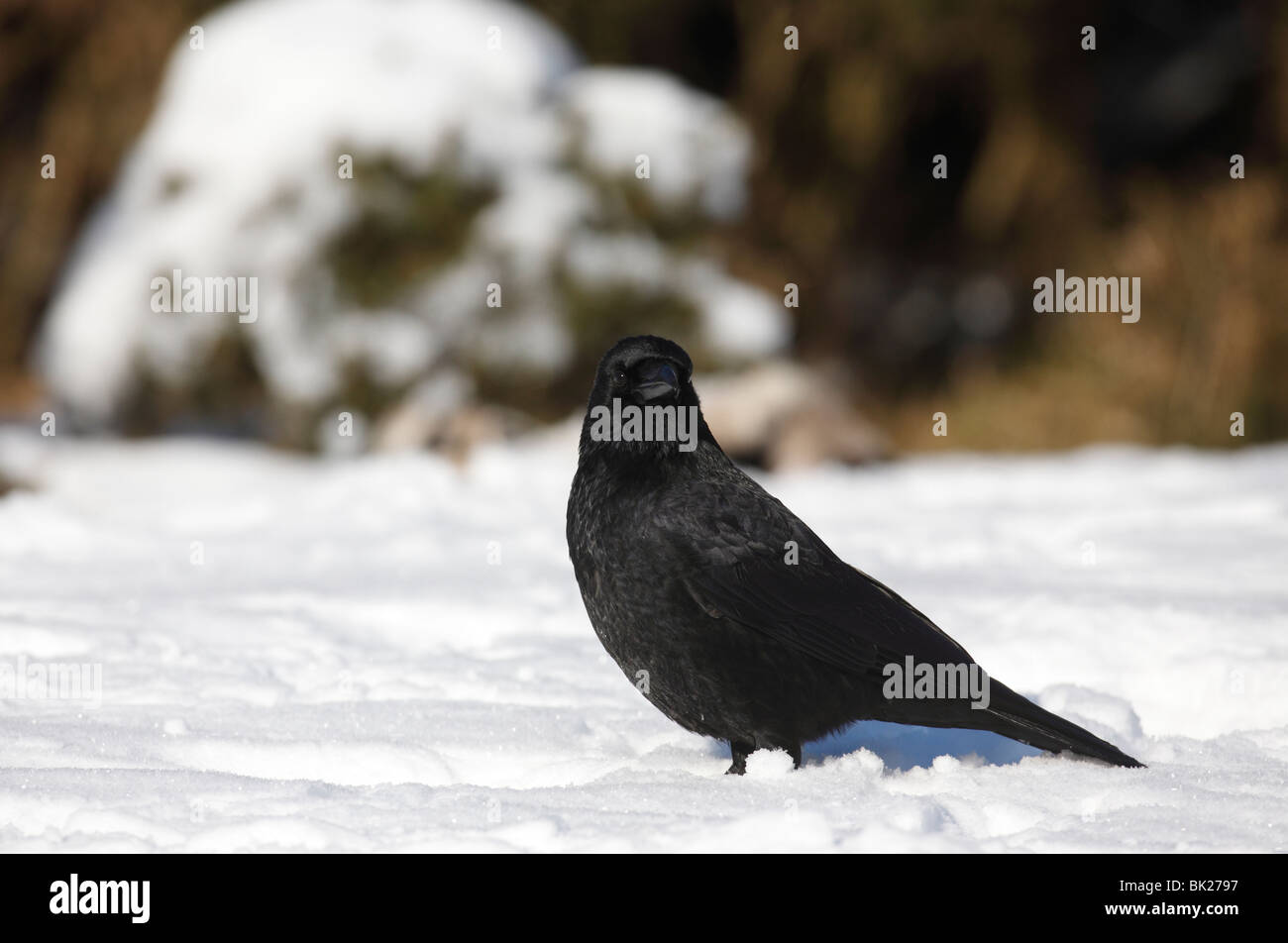 Corneille noire (Corvus corone) à la recherche de nourriture dans la neige Banque D'Images