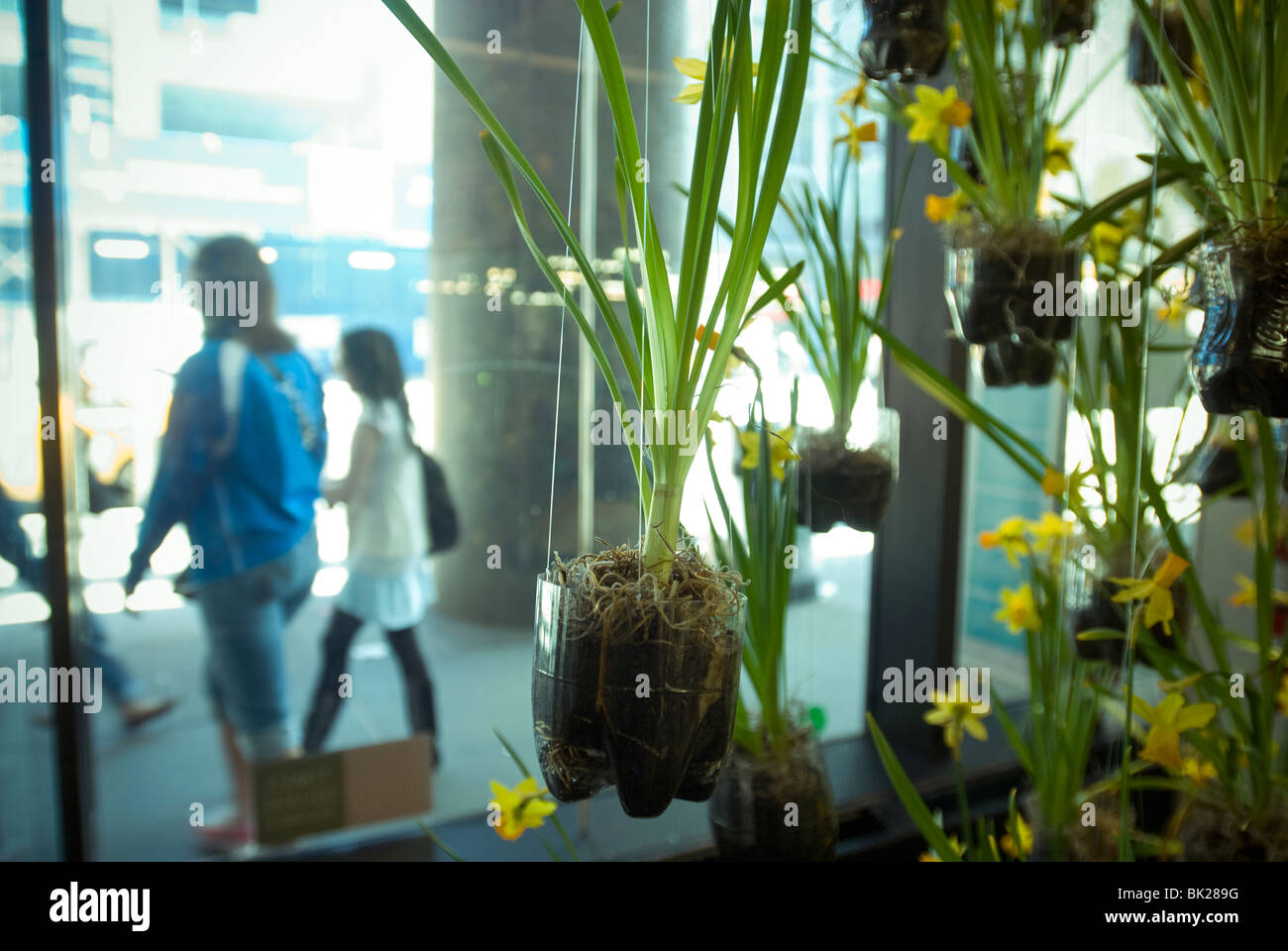 Jardinières fabriqué à partir de bouteilles de soda à la boutique verte dans le Port Authority Bus Terminal à New York Banque D'Images