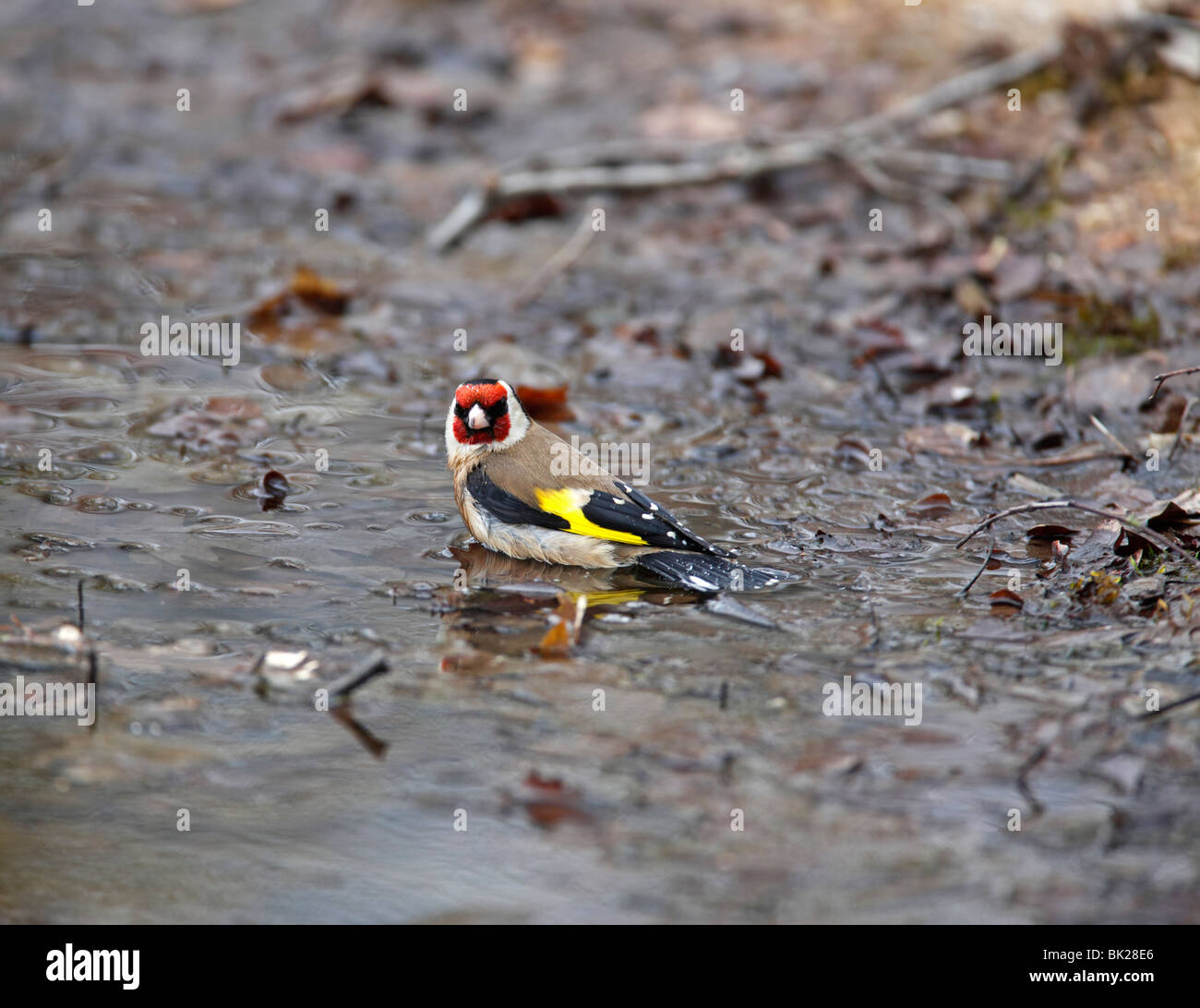 Chardonneret (Carduelis carduelis) baignade en étang de jardin Banque D'Images