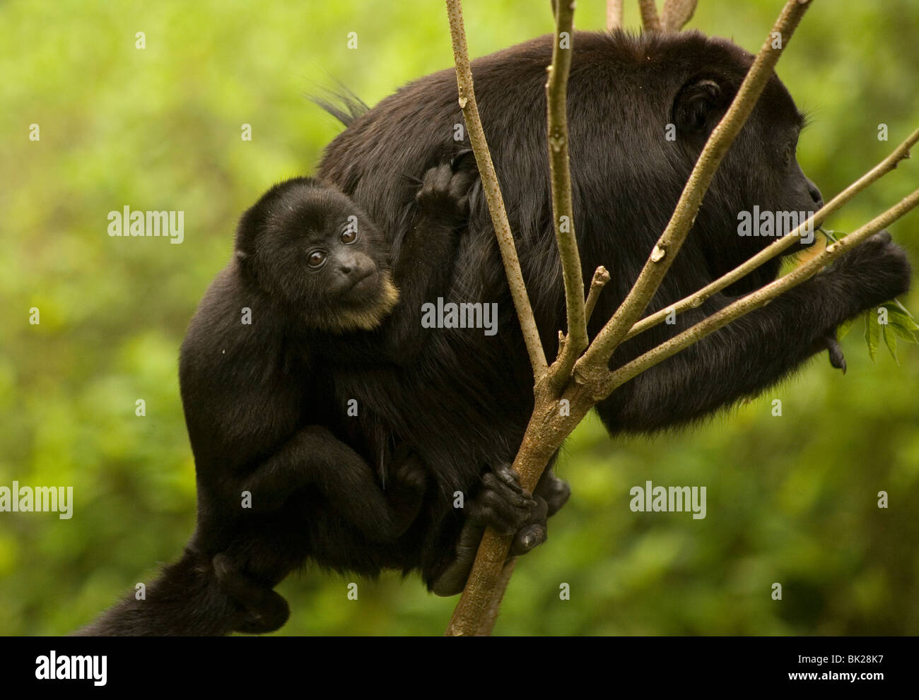 Un singe hurleur femelle noir porte son bébé à Las Guacamayas centre touristique, Réserve de Biosphère de Montes Azules, Chiapas, Mexique Banque D'Images