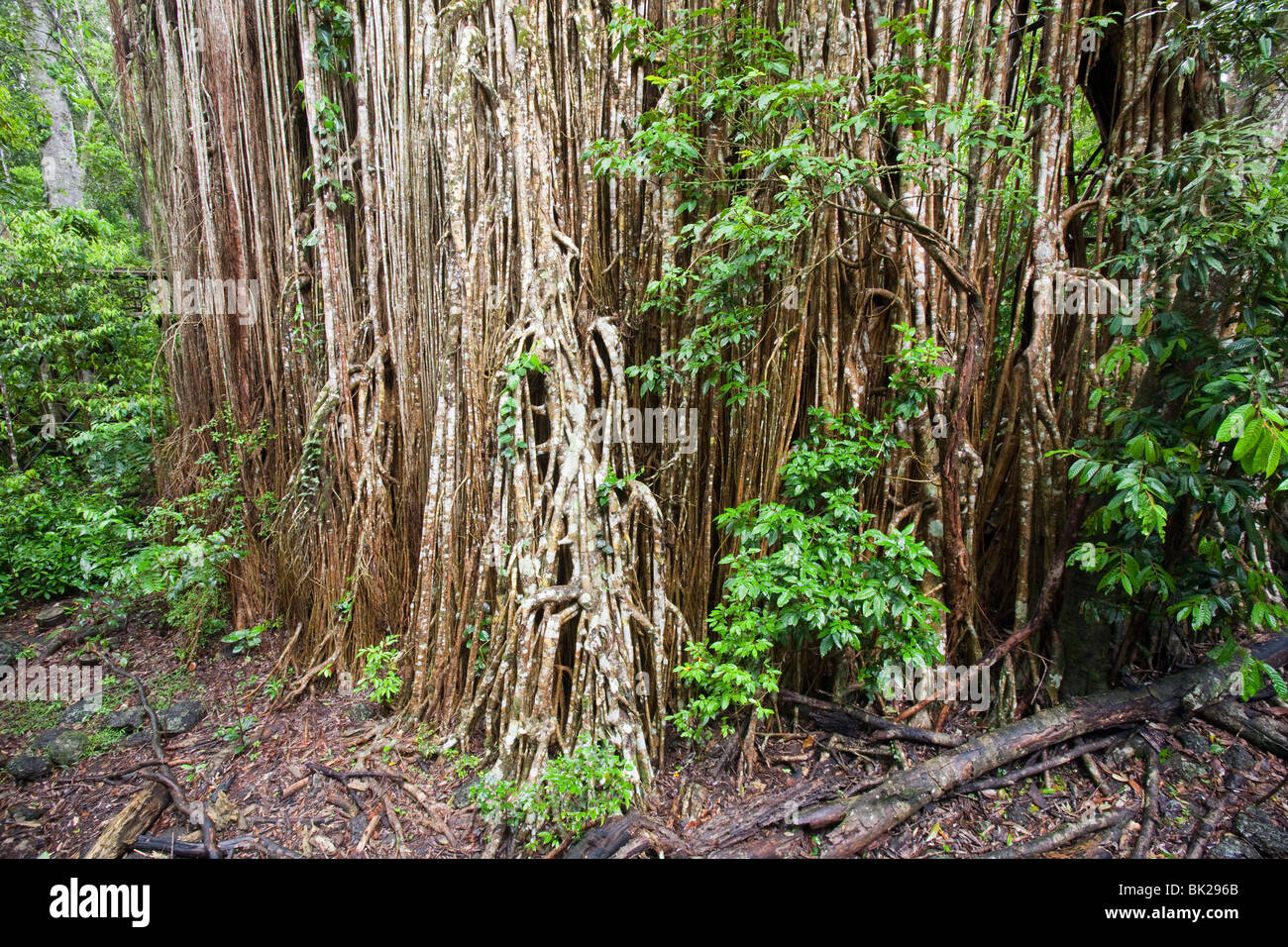 Le rideau, un énorme Figuier Figuier verte (Ficus virens) dans la forêt tropicale de Daintree sur le plateau d'Atherton, de l'Australie. Banque D'Images