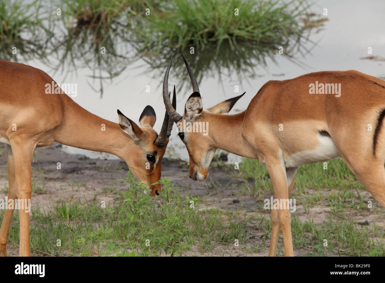 Deux impala jouer lutte avec leurs cornes dans le Parc National de Chobe, au Botswana. Banque D'Images