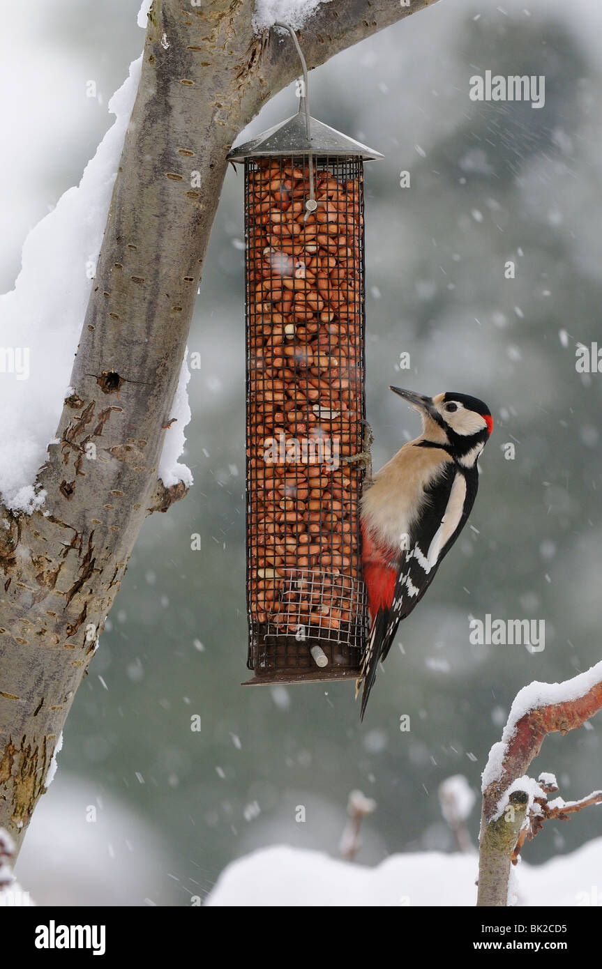 Great Spotted Woodpecker (Dendrocopos major) sur le convoyeur d'arachides dans la neige, dans l'Oxfordshire, UK. Banque D'Images