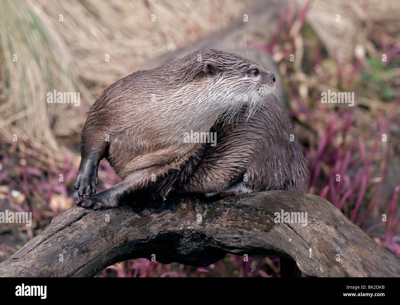Petite asiatique griffé Otter (aonyx cinerea) Banque D'Images