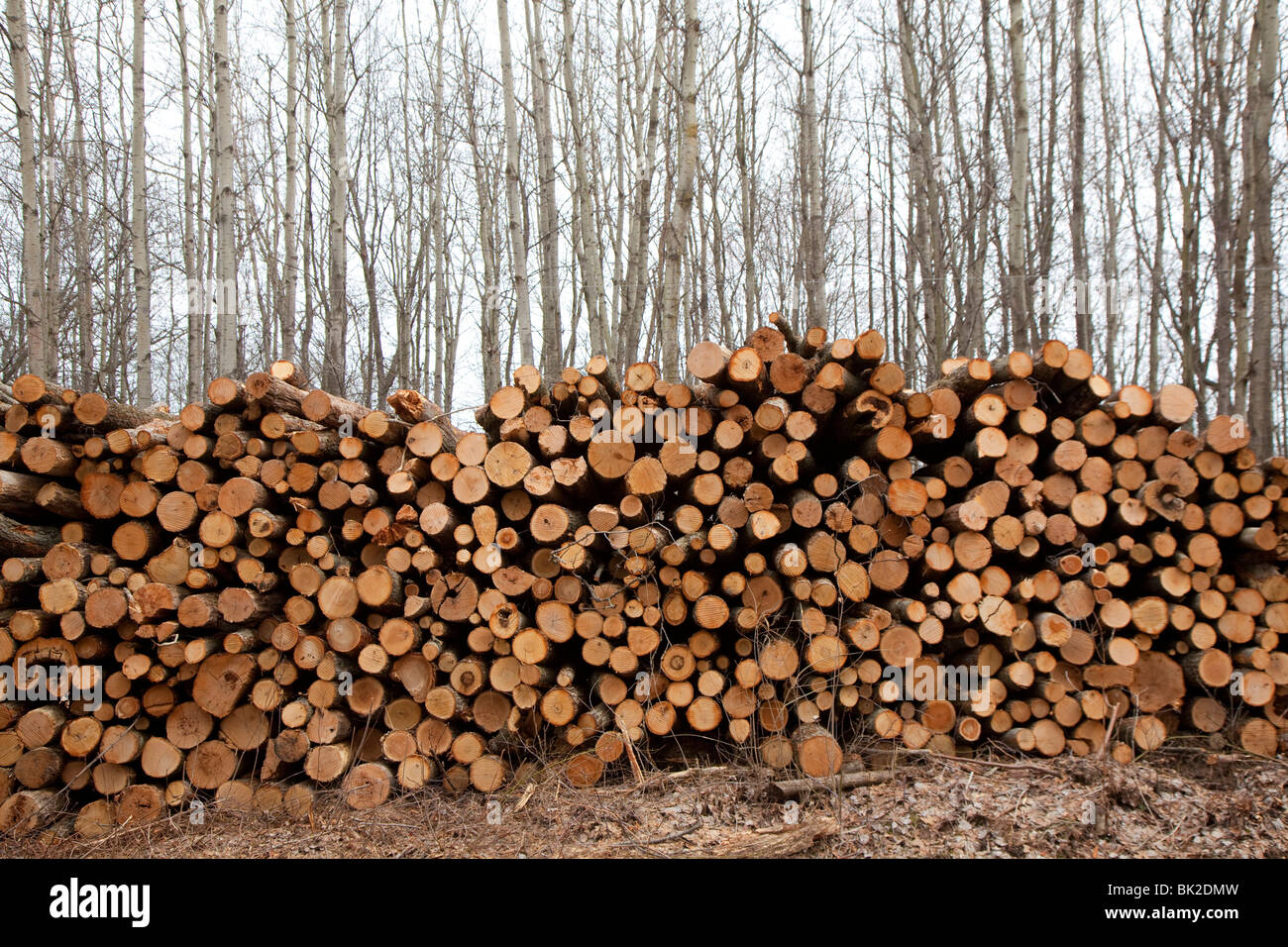 Hastings, Michigan - bois empilé pour enlèvement après l'exploitation forestière dans les forêts du Michigan. Banque D'Images