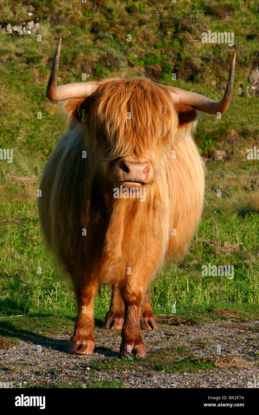 Les bovins Highland, en Écosse. Banque D'Images