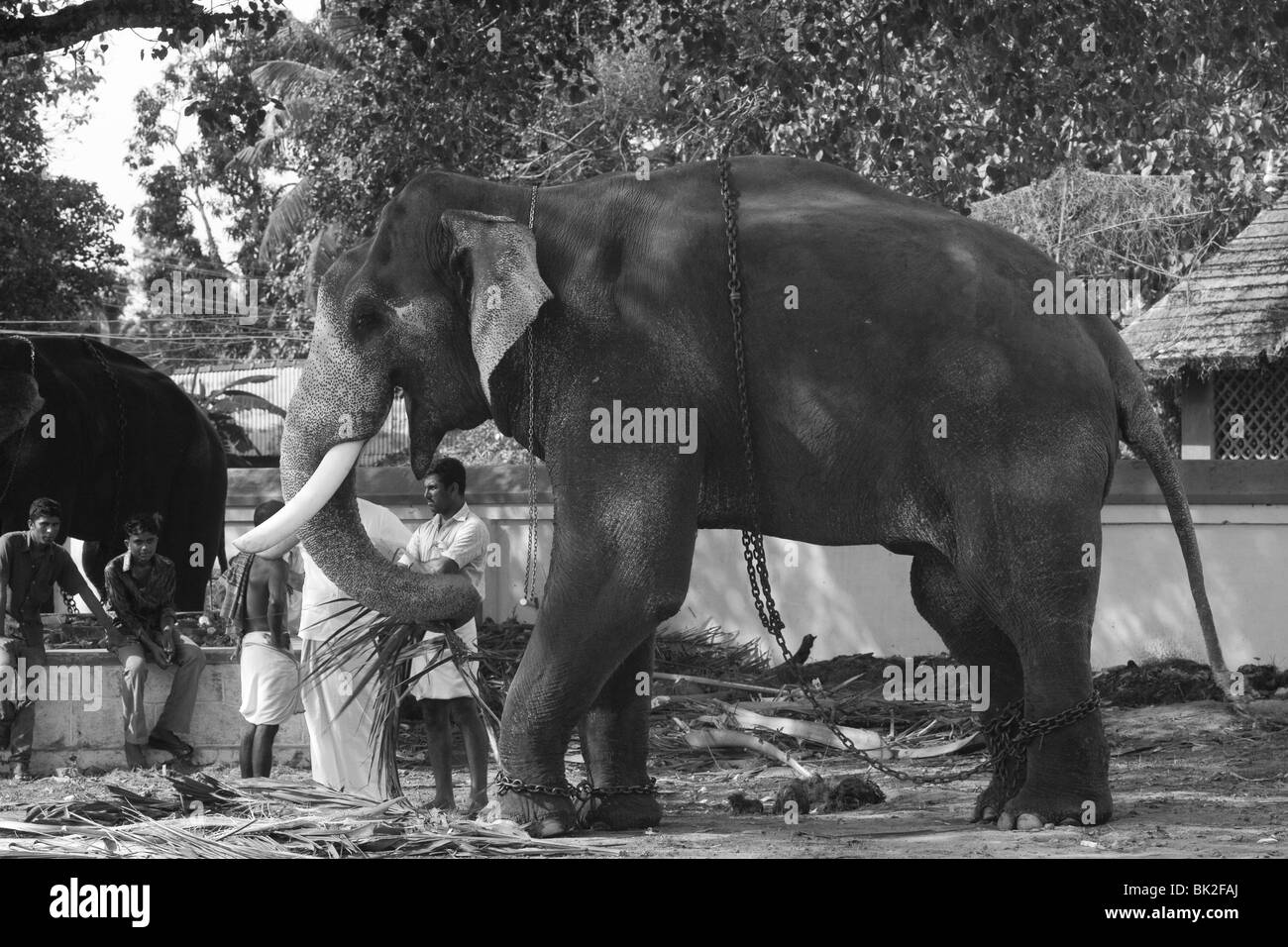D'éléphants domestiqués en Asie à l'ombre d'un arbre Banque D'Images