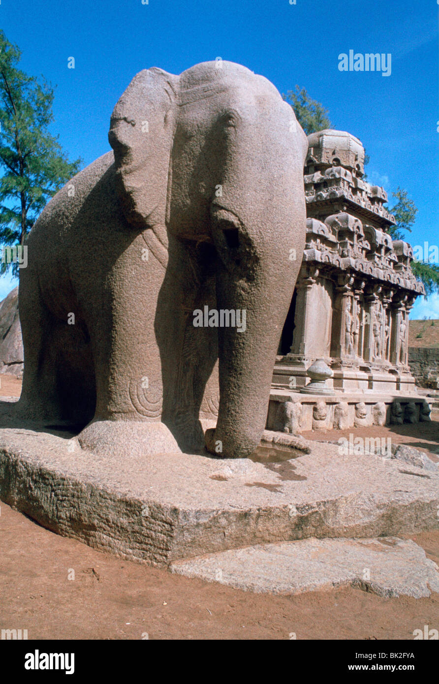 L'éléphant en pierre sculptée, cinq Rathas, Mahabalipuram, Tamil Nadu, Inde. Banque D'Images