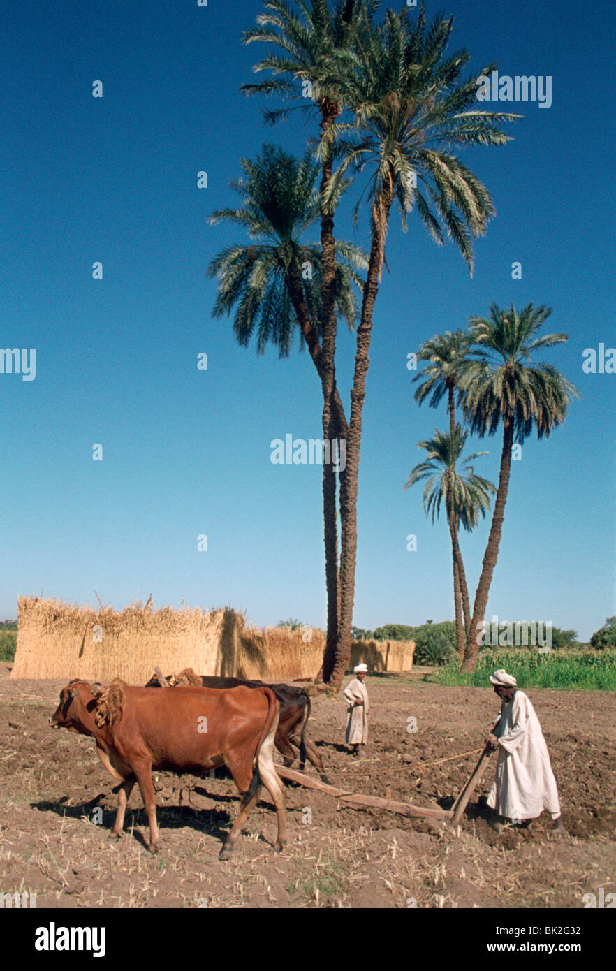 Agriculteur avec une charrue à boeufs, Dendérah, en Égypte. Banque D'Images