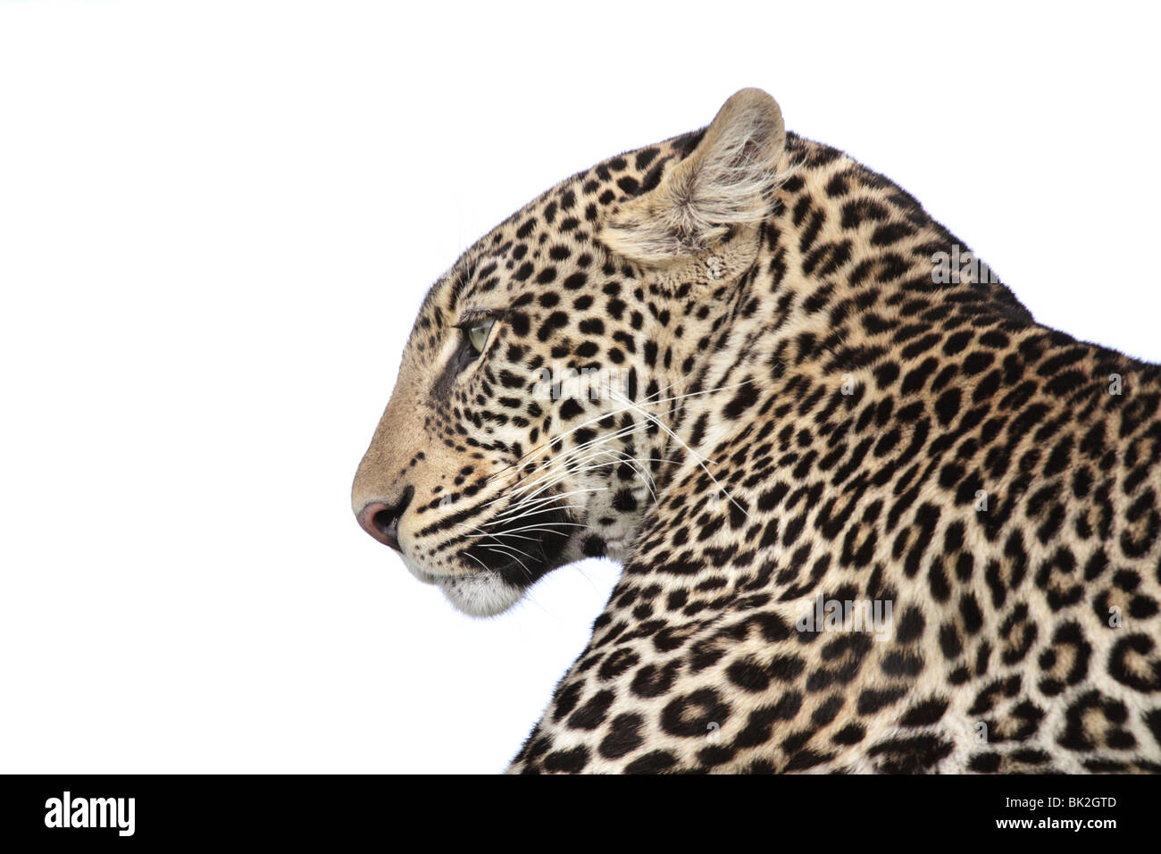 Profil d'une tête de léopard Banque D'Images
