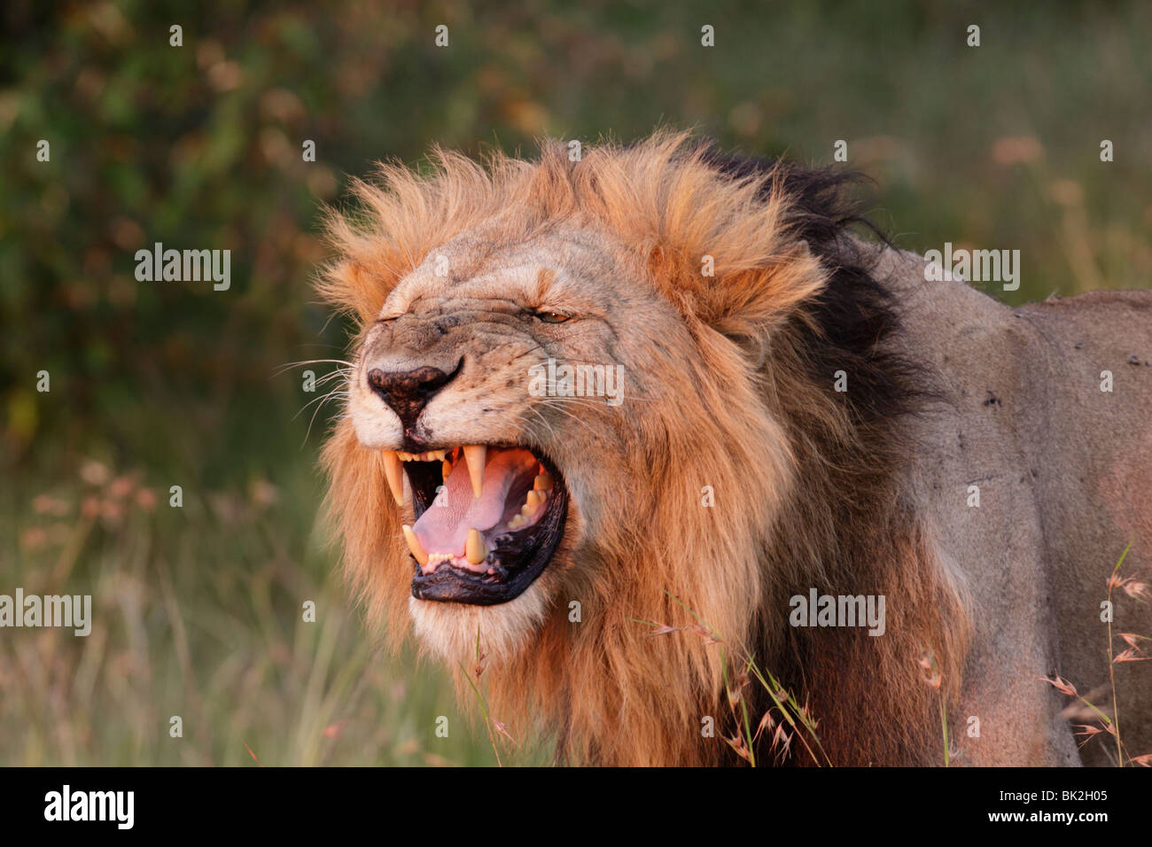Lion mâle grondant dans la réserve de Masai Mara au Kenya Banque D'Images