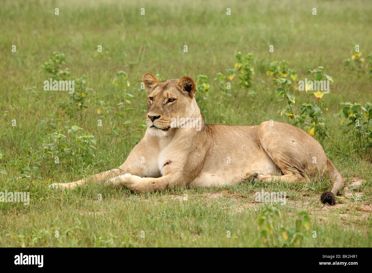 Une lionne couchée dans l'herbe dans le Parc National de Chobe, près de  Kasane, Botswana Photo Stock - Alamy