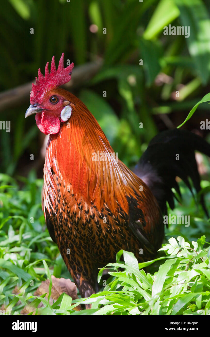 Jungle Fowl rooster Coq sauvage en Malaisie Banque D'Images