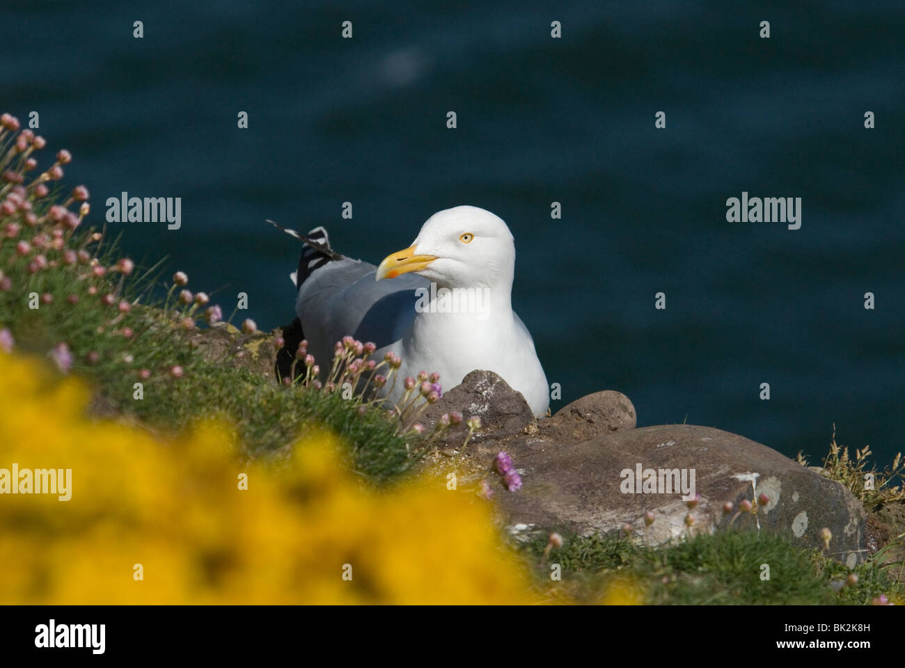 Goéland argenté sur la falaise avec vue sur la mer jaune et rose l'ajonc Banque D'Images