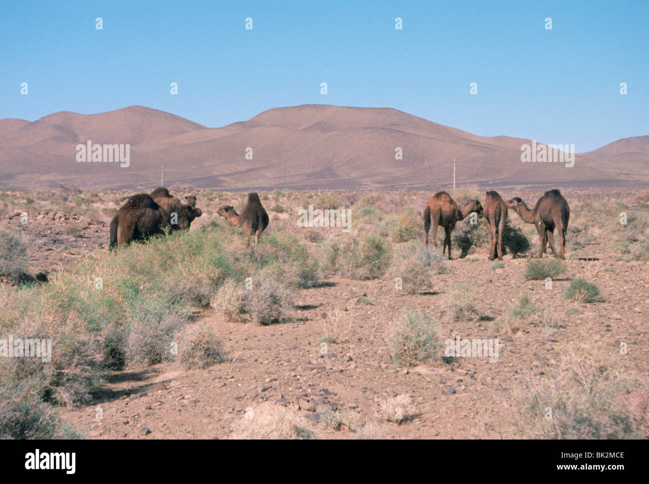 Les chameaux, Atlas Trans road, le Maroc. Banque D'Images