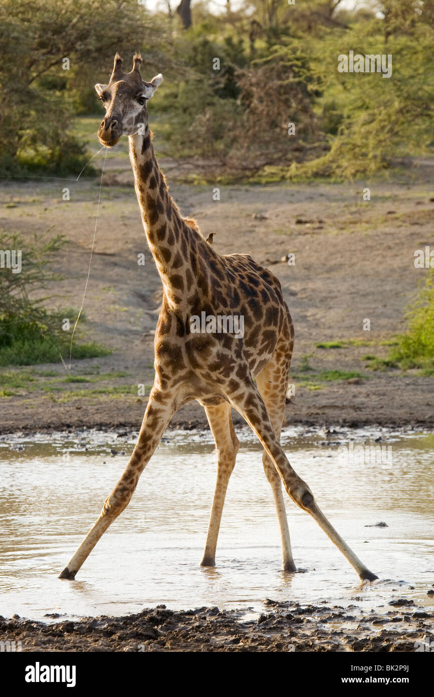 Girafe à partir de l'alcool en Tanzanie Banque D'Images