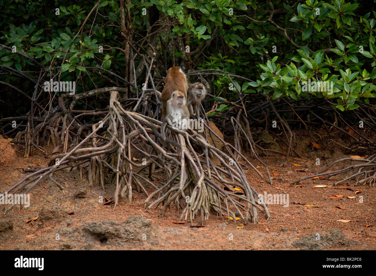 Les singes macaques à longue queue dans les mangroves de Geopark Langkawi en Malaisie (Macaca fascicularis) Banque D'Images