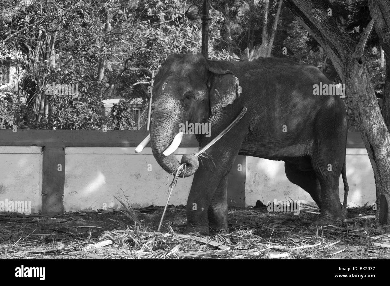 Un éléphant d'Asie se gratter le dos avec une tige Banque D'Images