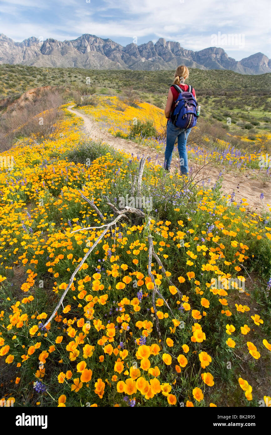 Randonnées d'une femme passé un grand champ de coquelicots orange et jaune et de fleurs sauvages à Catalina State Park près de Tucson, en Arizona. Banque D'Images