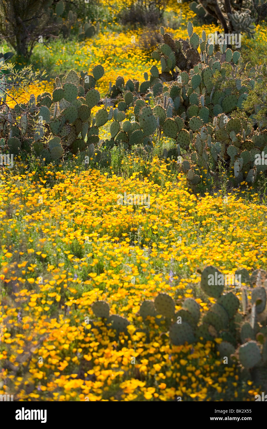 Domaines de fleurs sauvages dans l'Arizona. Les fleurs sont des coquelicots et mexicaine sont en fleurs dans l'ouest de Saguaro National Park à Tucson. Banque D'Images