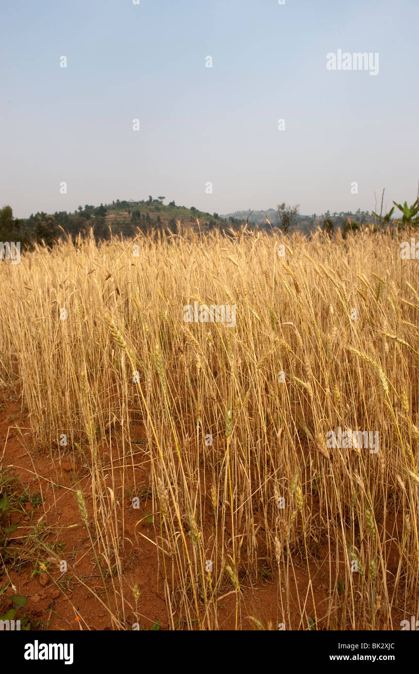 La récolte d'orge traditionnelle de base avec de très longues tiges et son faible rendement. Le Rwanda. Banque D'Images
