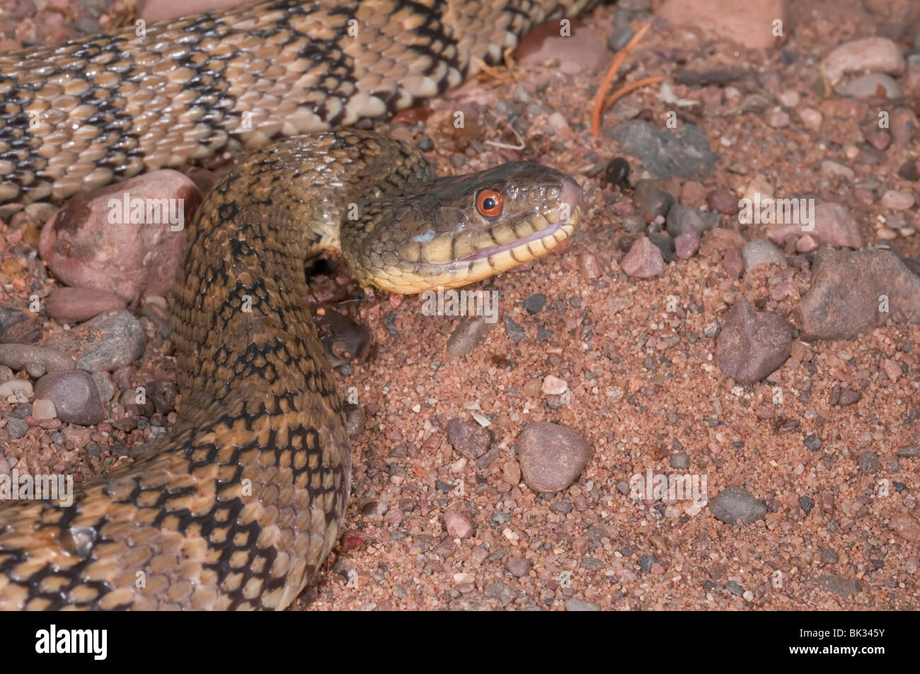 La couleuvre d'eau Nerodia, crucifères rhombifer rhombifer, originaire de centre des États-Unis et du nord du Mexique Banque D'Images