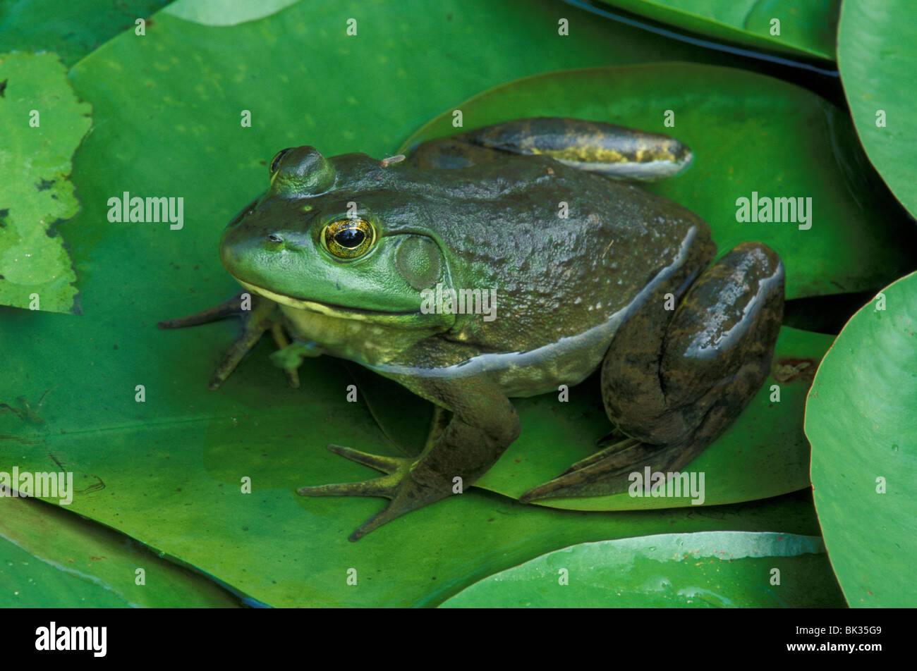 Ouaouaron Rana catesbiana sur l'eau de nénuphar E USA, par aller Moody/Dembinsky Assoc Photo Banque D'Images