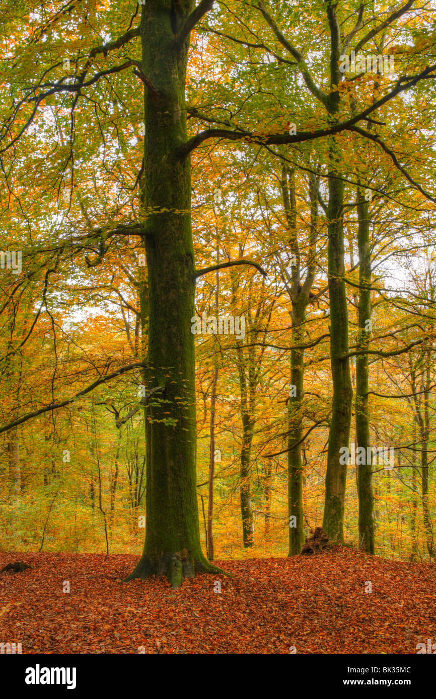 Bois de hêtre à l'automne. Allt Goch, Llanidloes, Powys, Pays de Galles. Banque D'Images