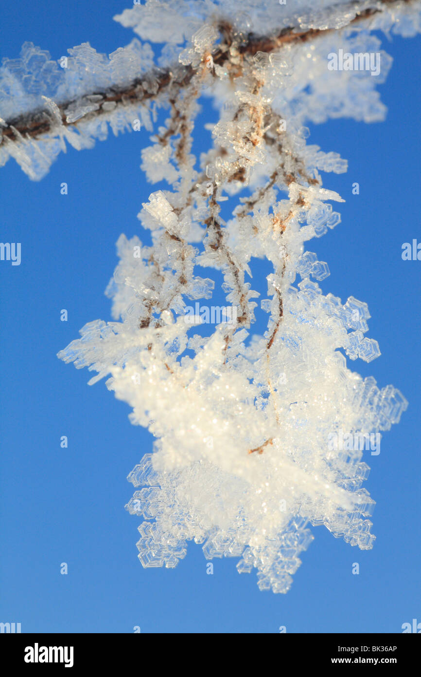 Des cristaux de glace se forment sur les tiges d'ortie après plusieurs jours de givre. Powys, Pays de Galles. Banque D'Images