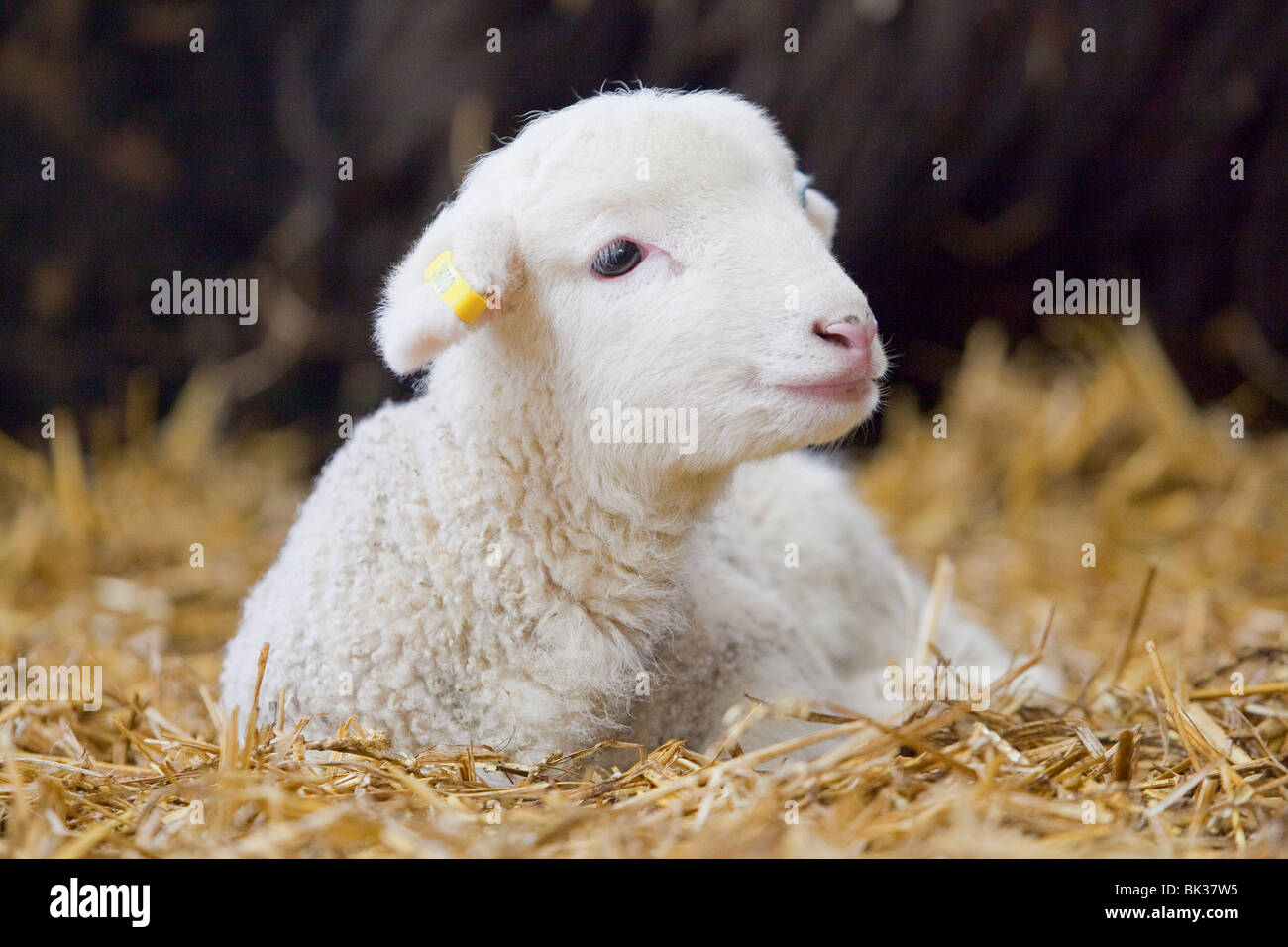 Une face blanche d'agneau forestiers portant sur la paille dans un hangar Banque D'Images