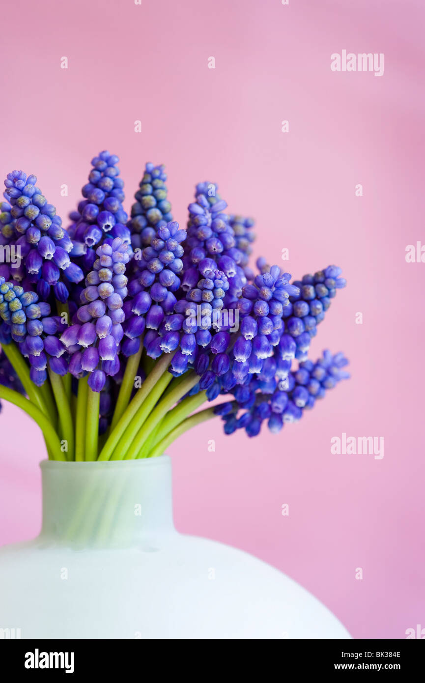 Bouquet de muscari ou muscaris dans un vase contre un fond rose Banque D'Images