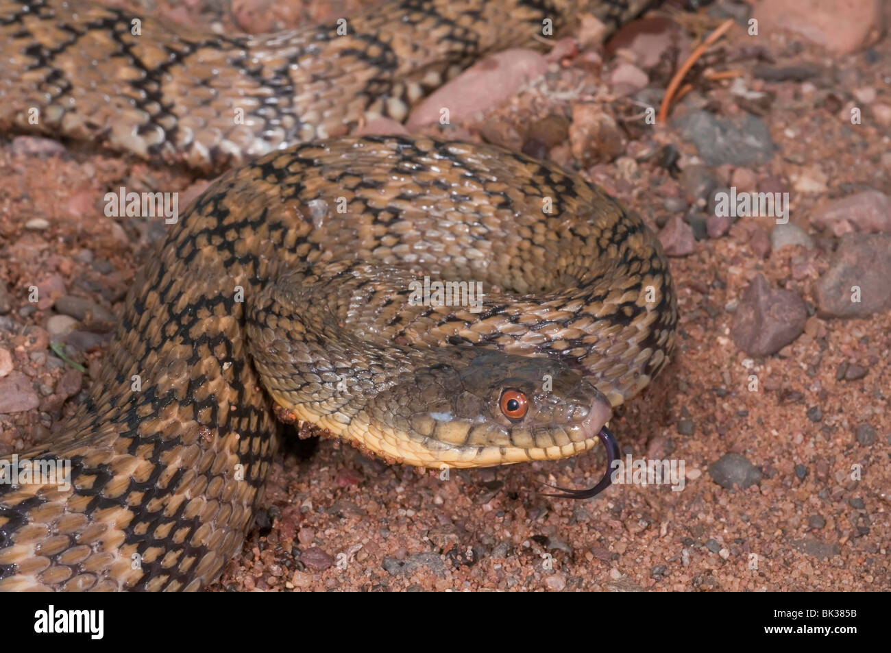 La couleuvre d'eau Nerodia, crucifères rhombifer rhombifer, originaire de centre des États-Unis et du nord du Mexique Banque D'Images