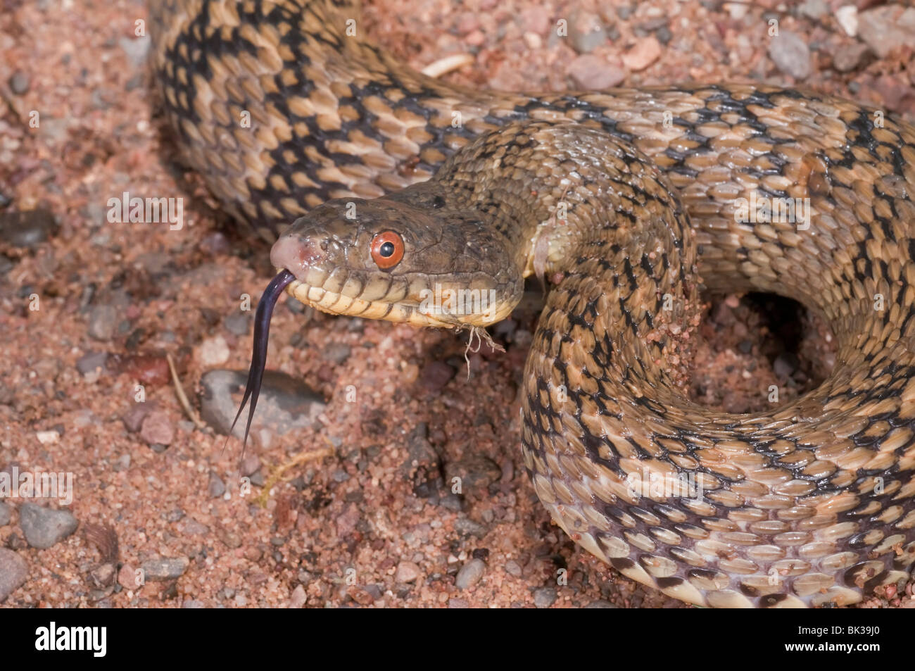 La couleuvre d'eau Nerodia, crucifères rhombifer rhombifer, originaire de centre des États-Unis et du nord du Mexique Banque D'Images