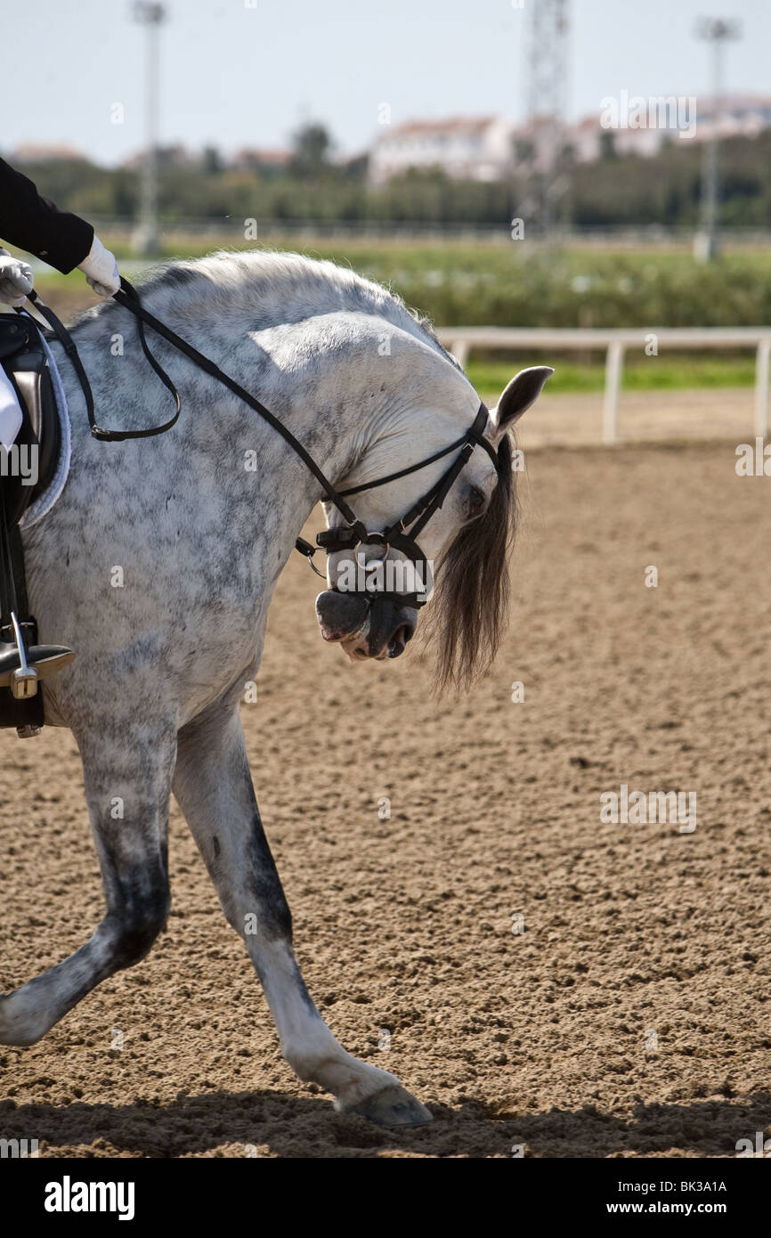 Cheval pure race Espagnol Banque D'Images