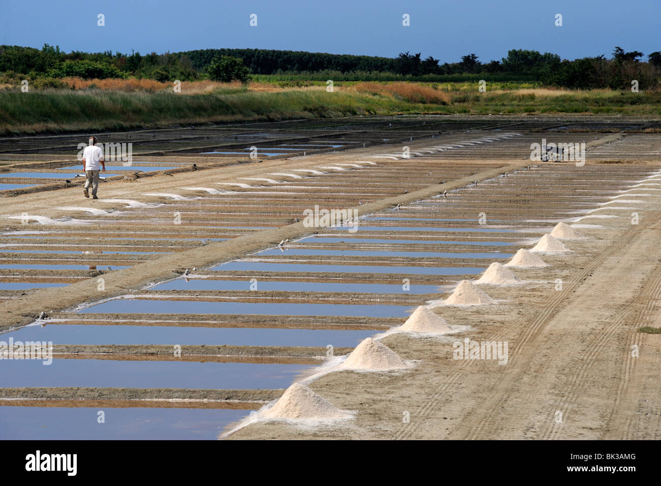 La collecte de sel dans les marais salants, Ars-en-Re, Ile de Re, Charente Maritime, France, Europe Banque D'Images