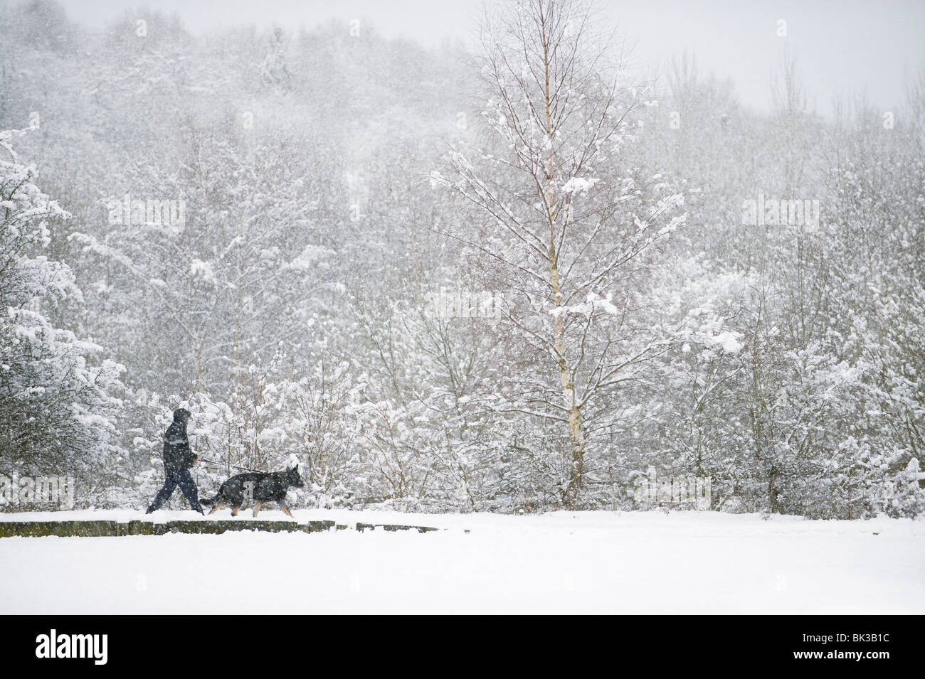 Man Walking dog, rougeâtres, Vale Country Park, Grand Manchester, UK Banque D'Images