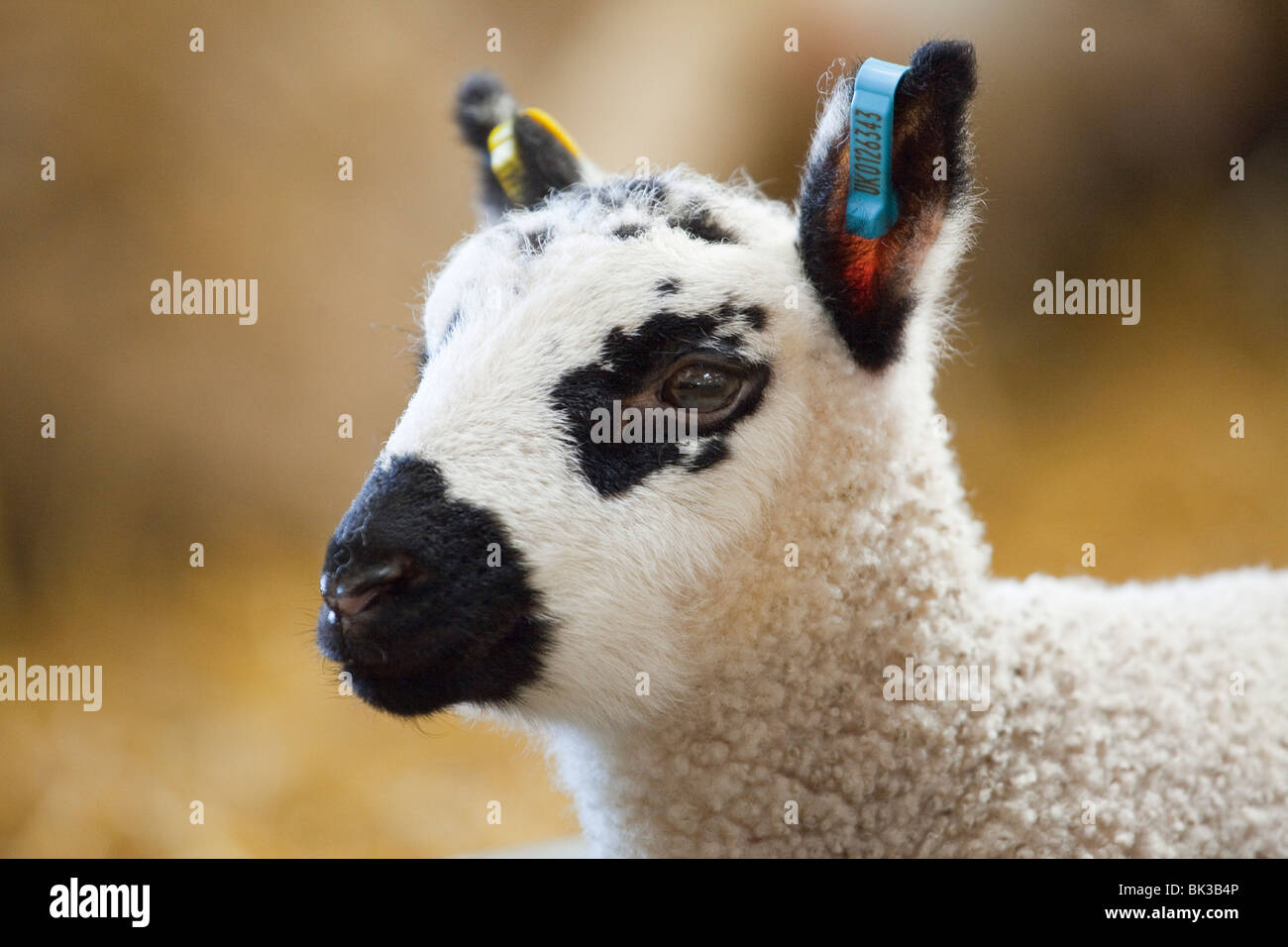Un Kerry Hill Lamb (Gallois : Dafad Bryniau Ceri) Banque D'Images