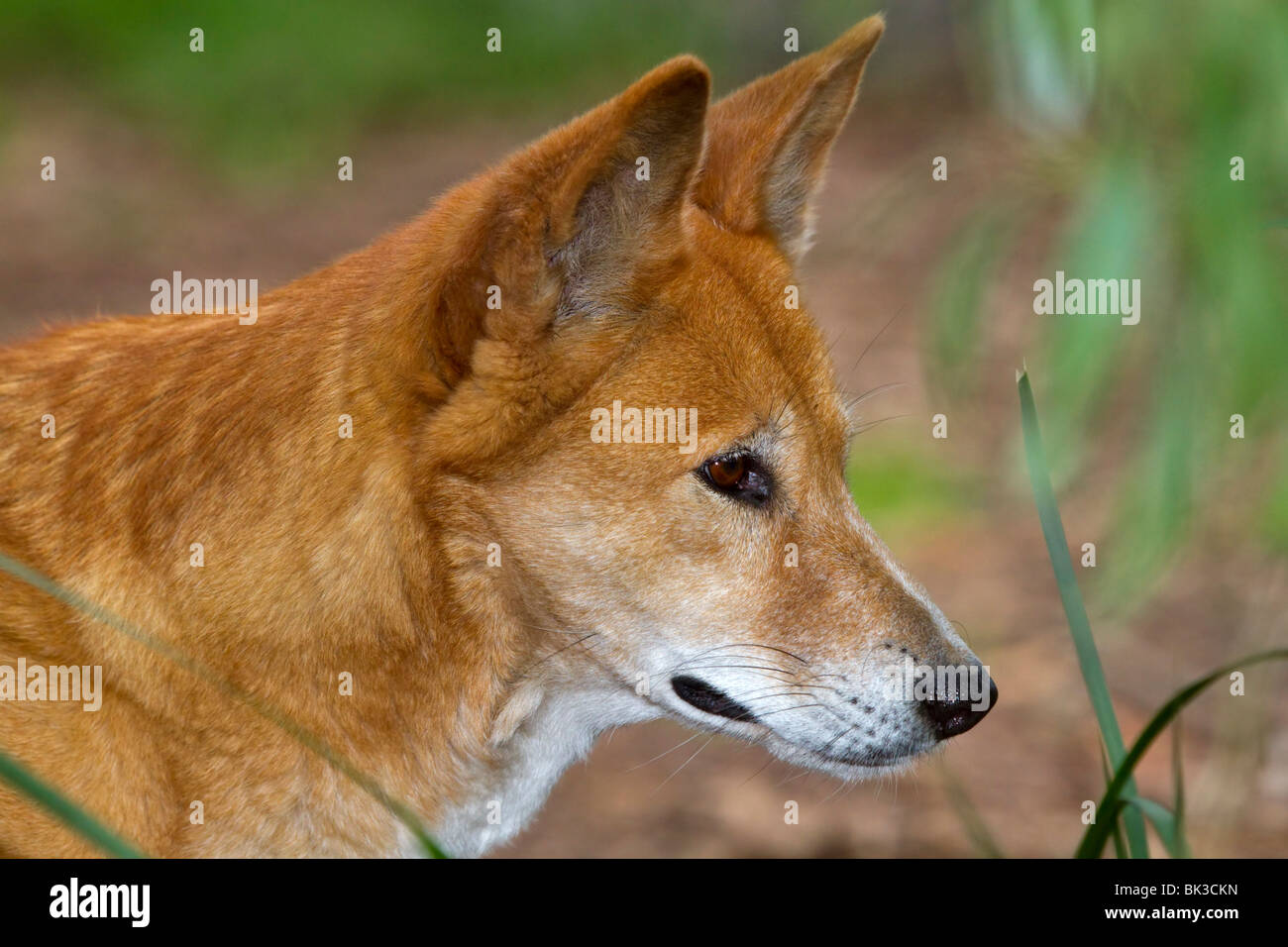 Dingo, Canis lupus dingo. Banque D'Images