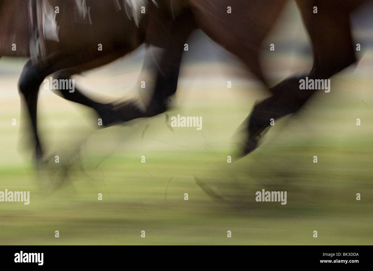 Les sabots des chevaux dans une course Banque D'Images