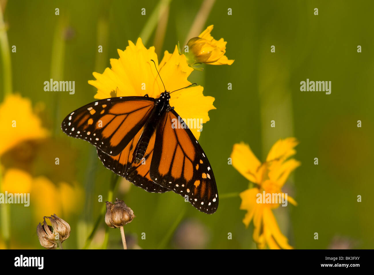 Le monarque (Danaus plexippus) sur une fleur jaune. Banque D'Images