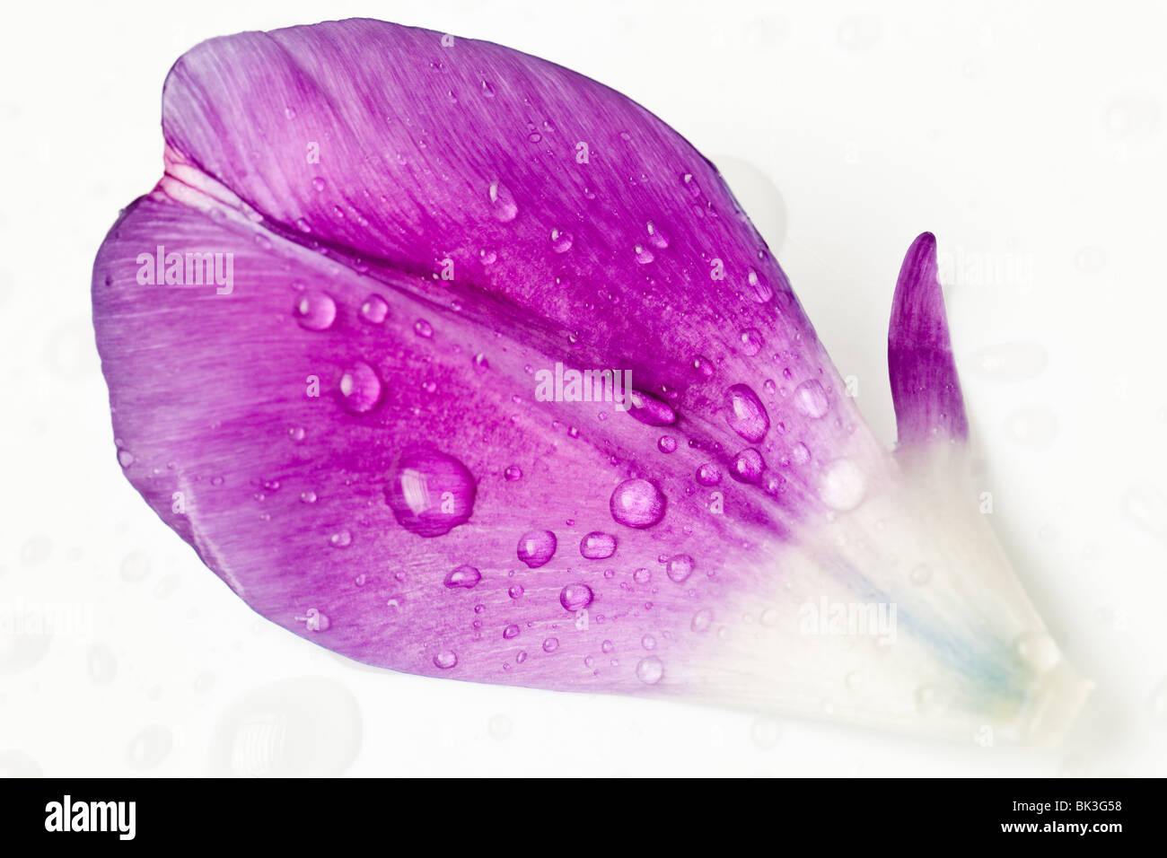 Purple tulip petals isolé sur fond blanc Banque D'Images