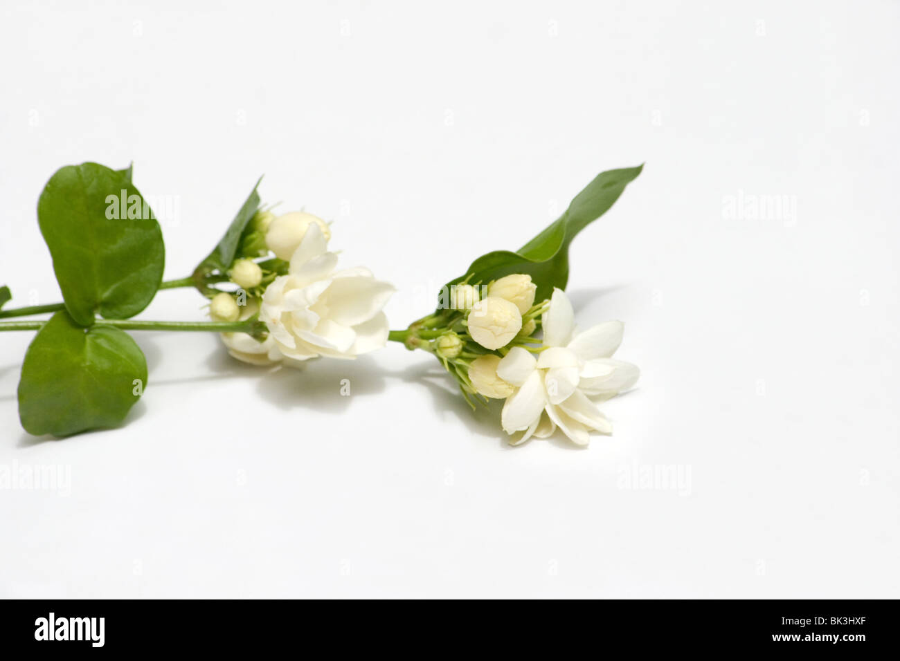 Fleurs de jasmin d'arabie sur fond blanc Banque D'Images