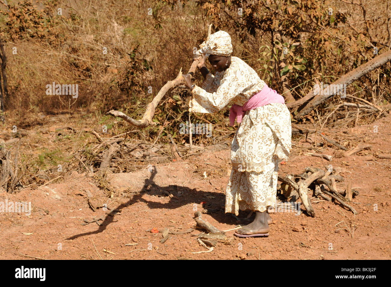 La Gambie. femme de l'extraction de bois de feu à côté de la route. Banque D'Images