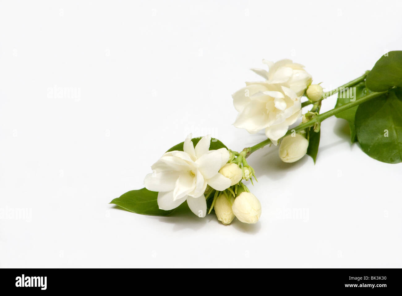 Fleurs de jasmin d'arabie sur fond blanc Banque D'Images