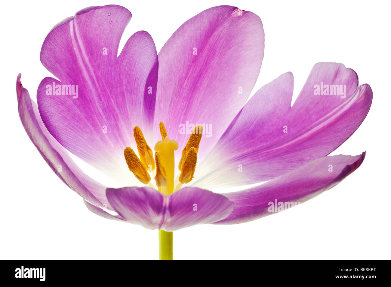 Purple tulip isolé sur fond blanc Banque D'Images