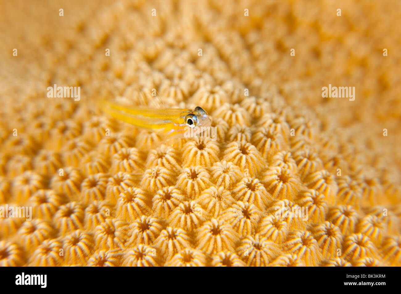 Coryphopterus lipernes gobie (menthe) perché sur une tête de corail, Bonaire, Antilles néerlandaises. Banque D'Images
