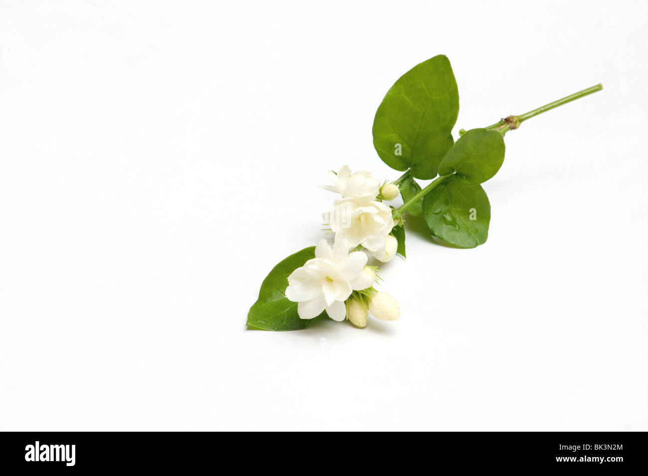 Fleurs de jasmin d'arabie sur fond blanc Banque D'Images