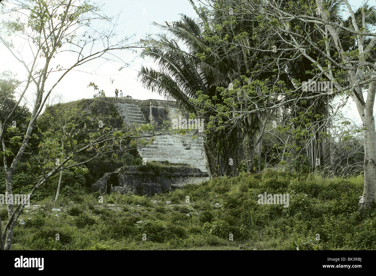 Maya temple pyramide ruines site culturel parmi les arbres dans la jungle de Belize, Amérique centrale Banque D'Images
